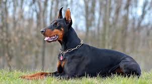 Top 10 Dog Breeds in India: Best Dogs for Indian Homes in 2024