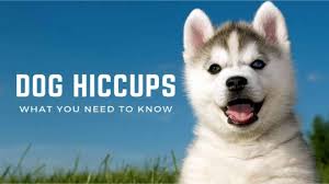 Can Dogs Get Hiccups? Understanding the Causes and Tips for Relief