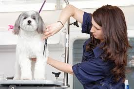Best mobile dog grooming services near me